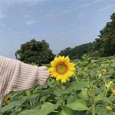 戏逗三国游戏官方版下载